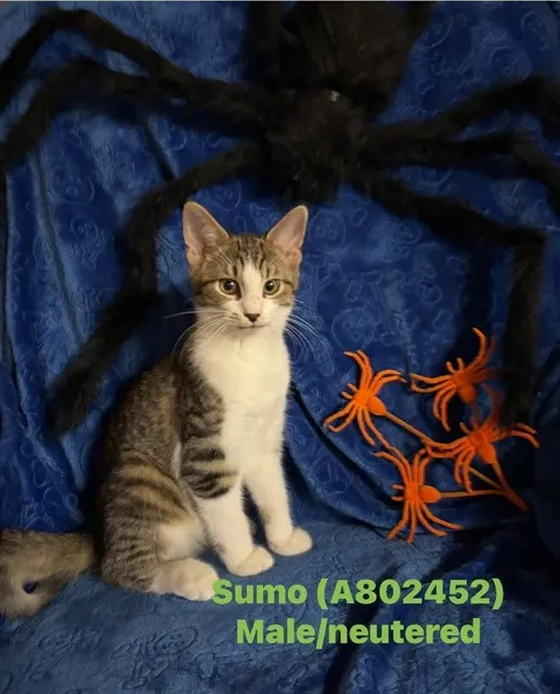Sumo