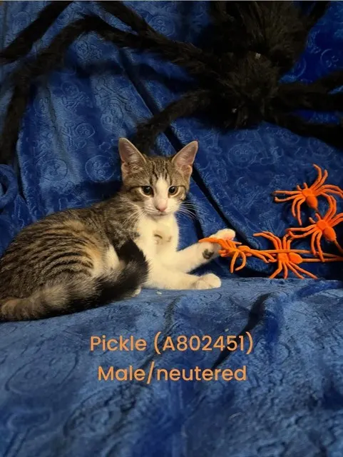 Pickle