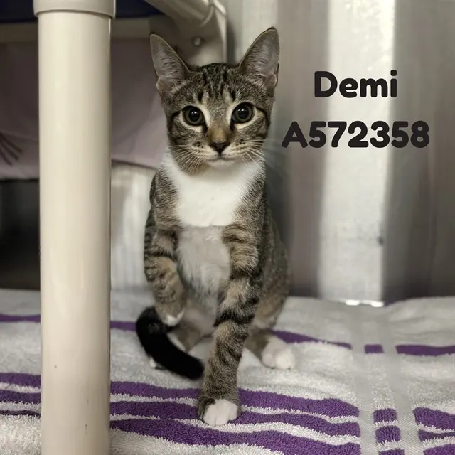Demi