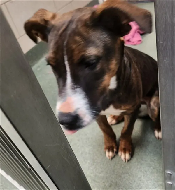 Adoptable Dog