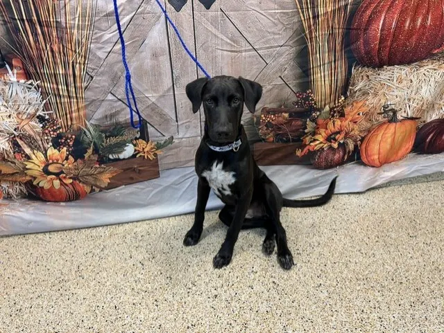 Kona