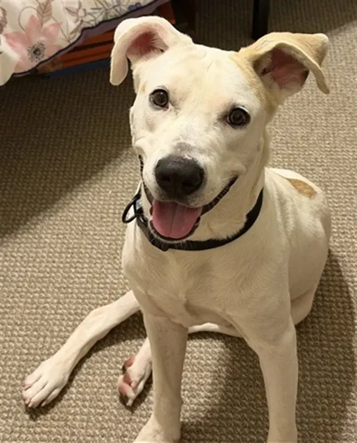 Adoptable Dog