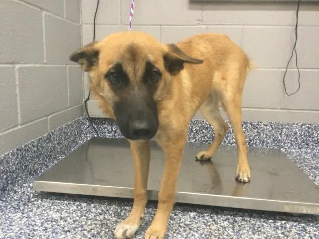 Adoptable Dog