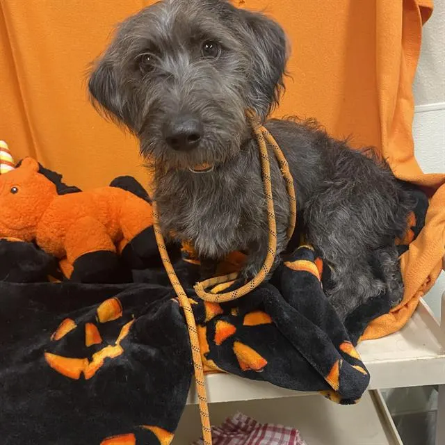 Adoptable Dog