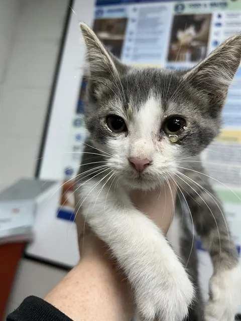 Adoptable Cat