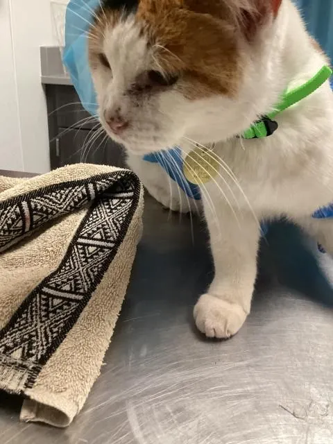 Adoptable Cat