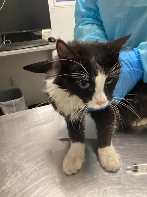 Adoptable Cat