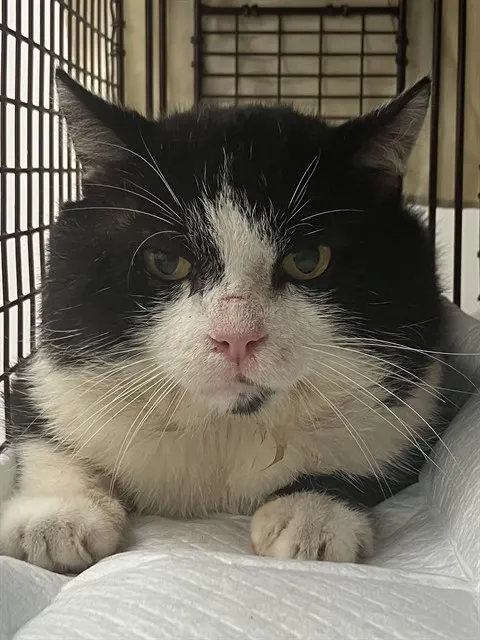 Adoptable Cat