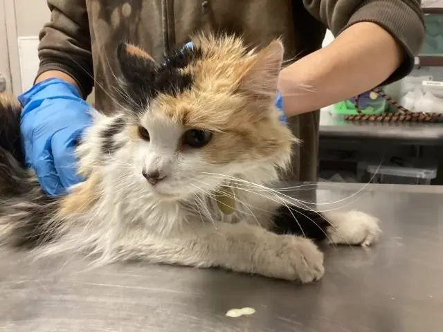 Adoptable Cat