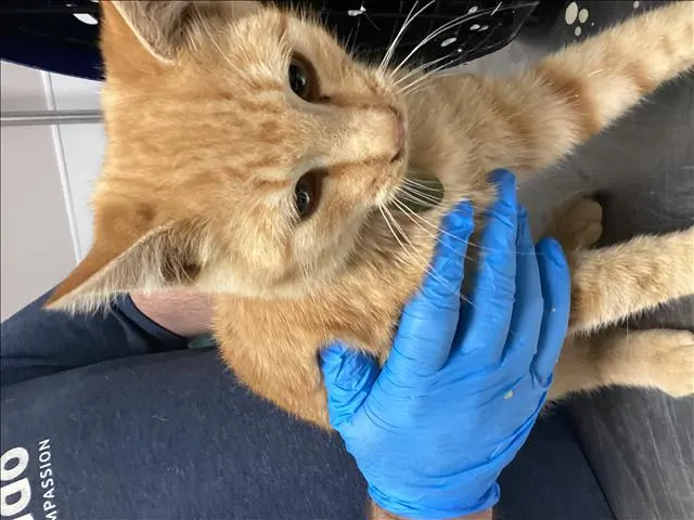 Adoptable Cat