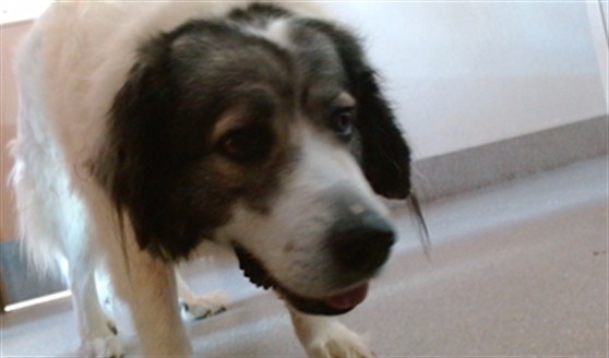 Adoptable Dog
