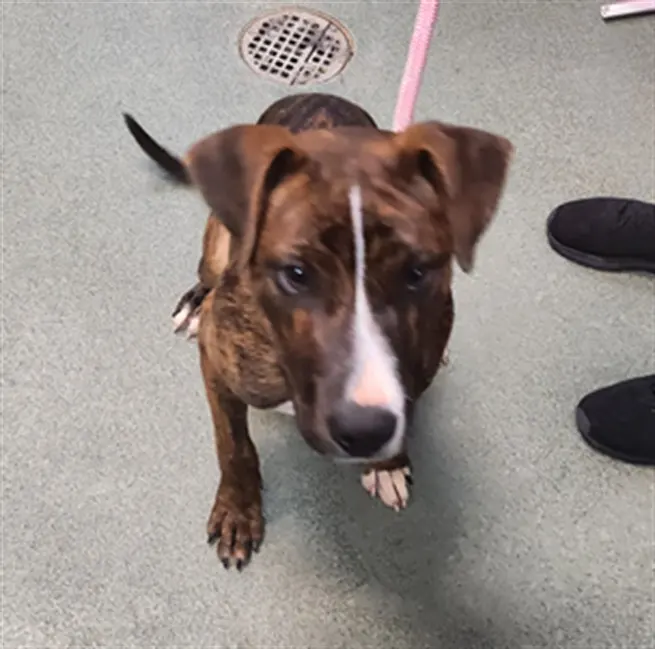 Adoptable Dog