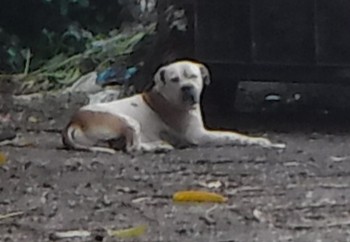 Taco