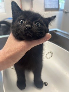 Salem