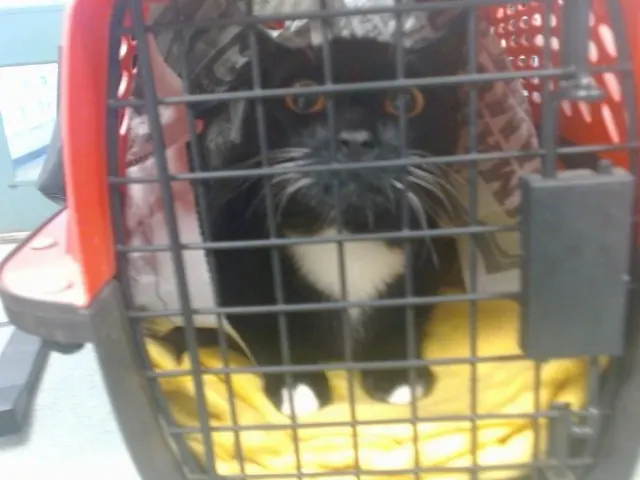 Adoptable Cat