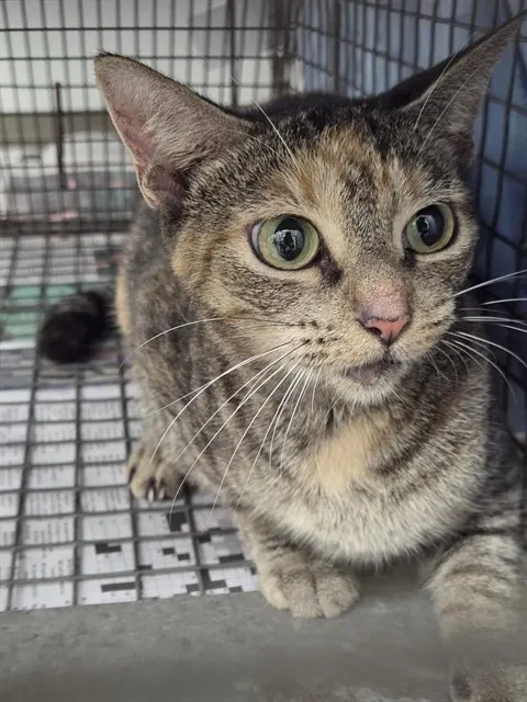 Adoptable Cat