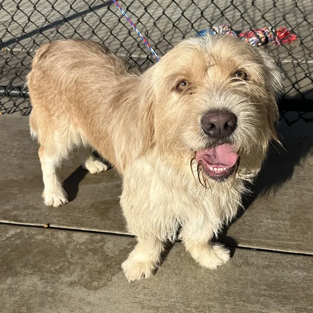 Adoptable Dog