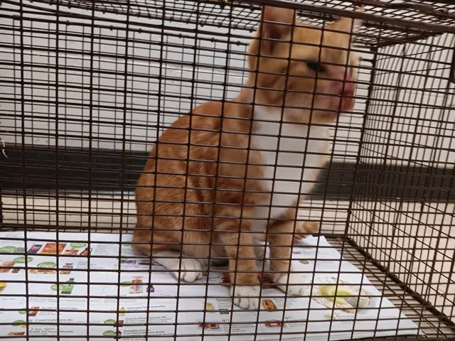 Adoptable Cat