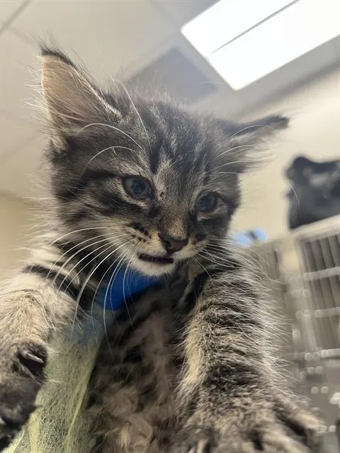 *Milo