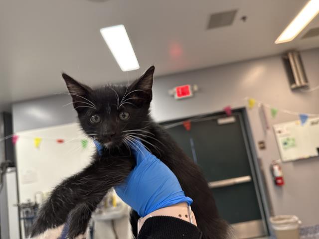Bagheera
