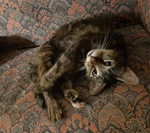 Lala