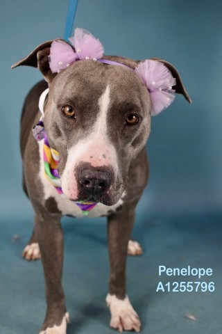 *Penelope
