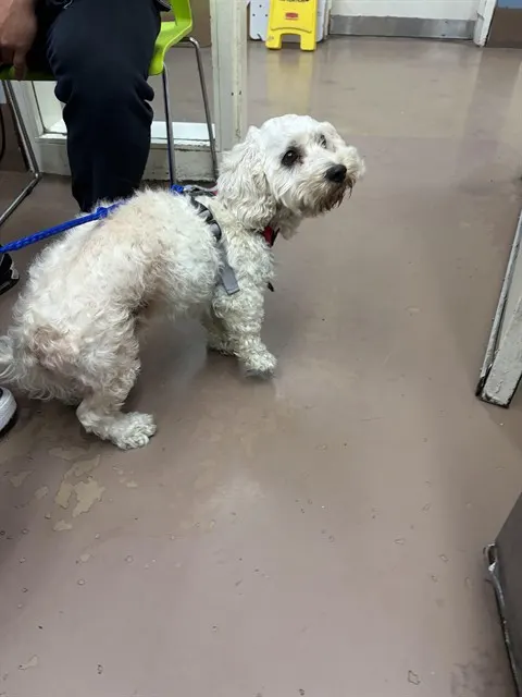 Adoptable Dog