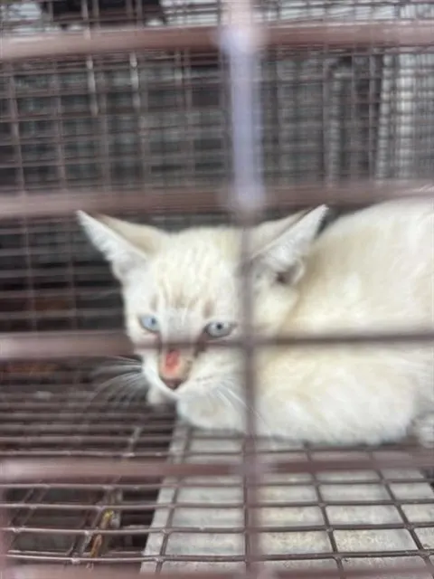 Adoptable Cat