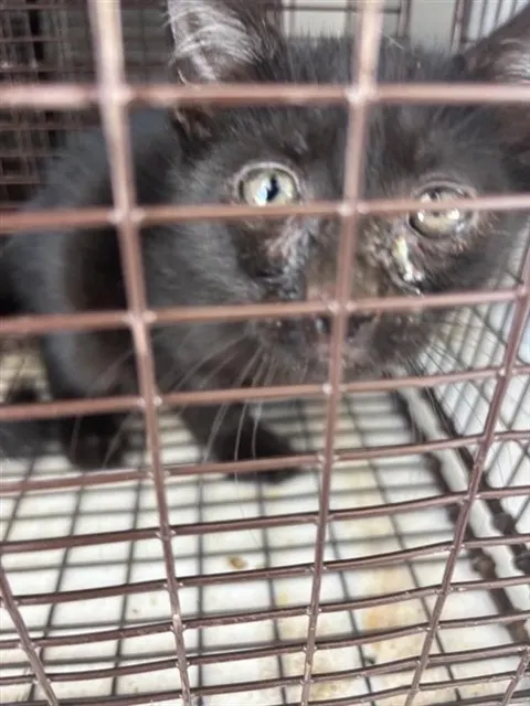 Adoptable Cat