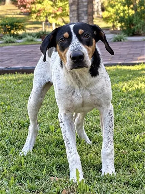 Dogwood