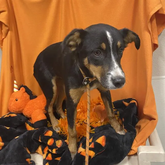 Adoptable Dog