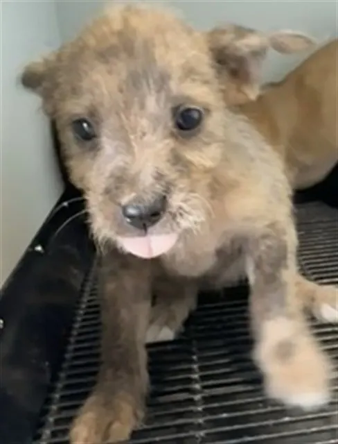 Adoptable Dog