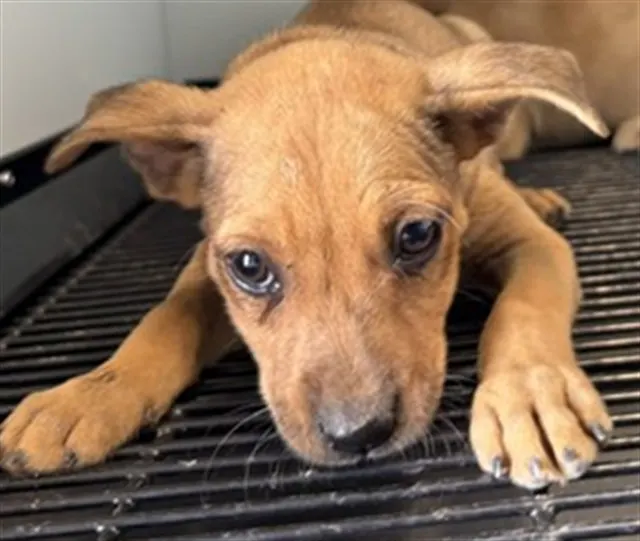 Adoptable Dog