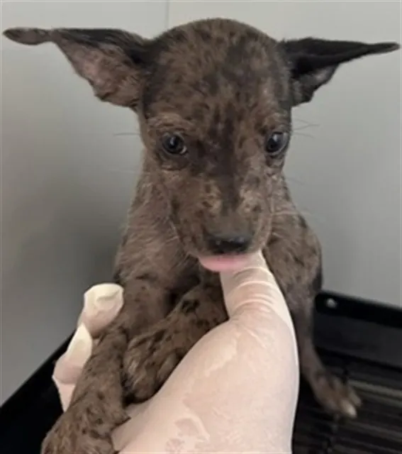 Adoptable Dog