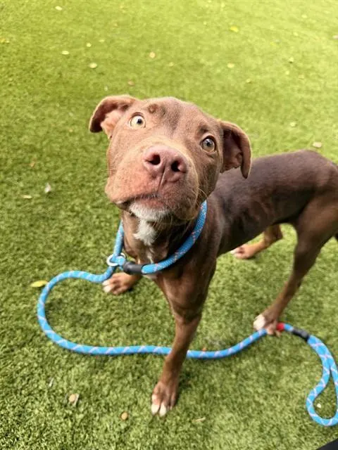 Shelter Staff Named Me *Brownjamin