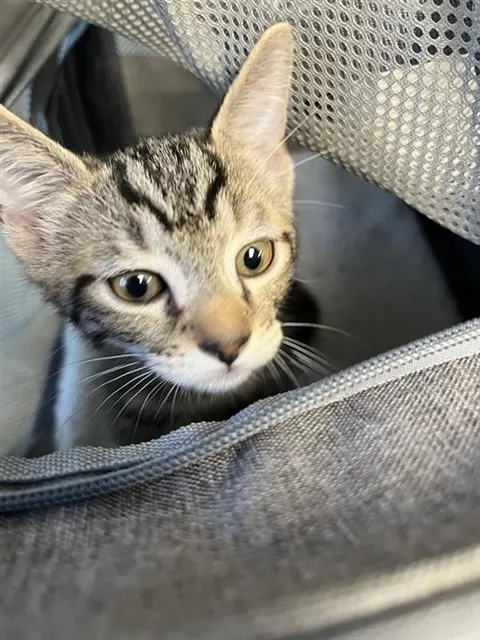 Adoptable Cat