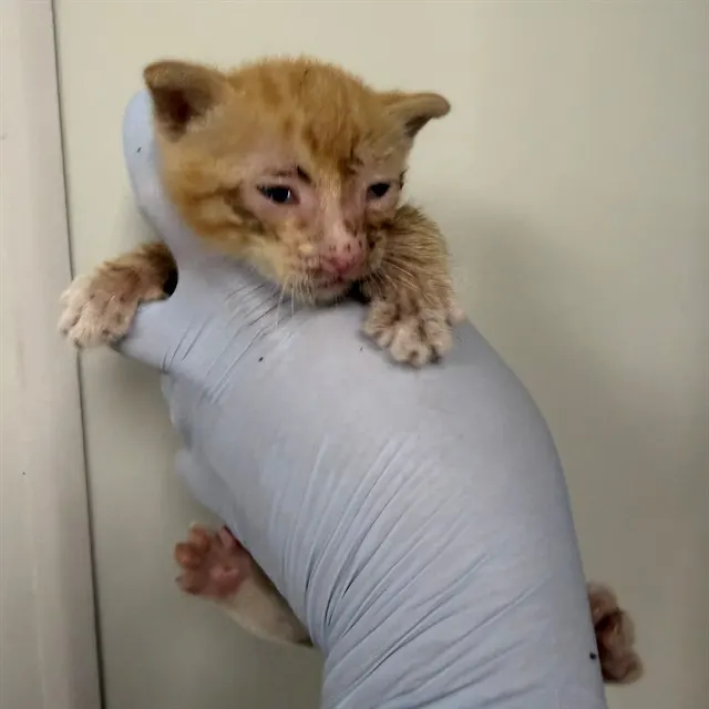 Adoptable Cat