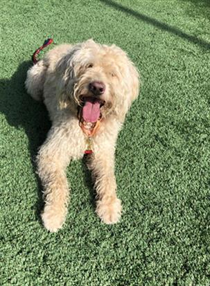 Adoptable Dog