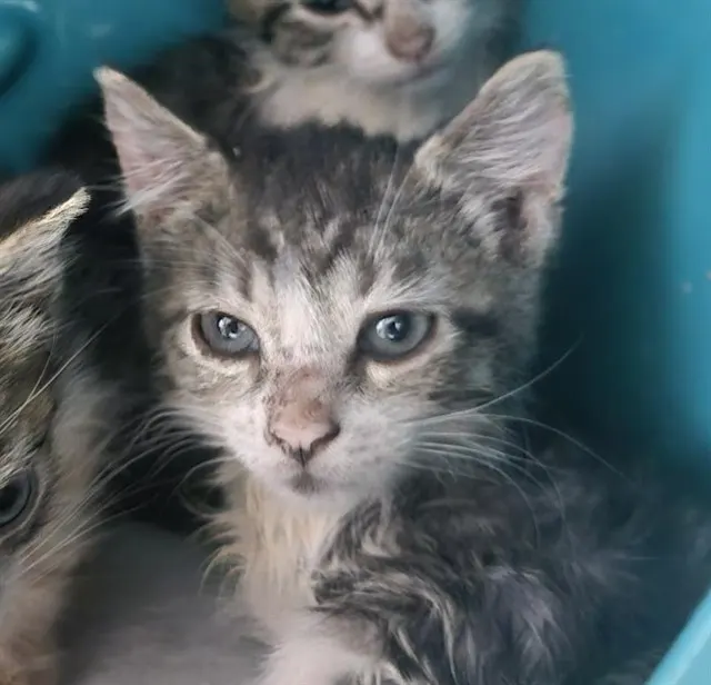 Chairman Meow