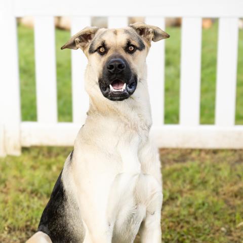 Adoptable Dog