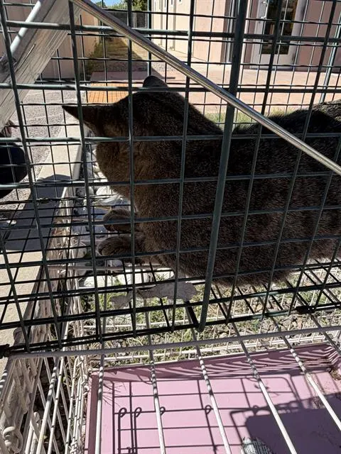 Adoptable Cat