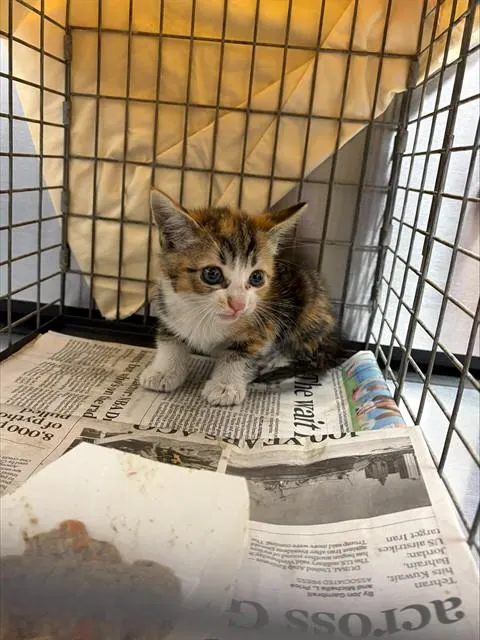 Adoptable Cat