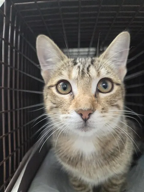Adoptable Cat