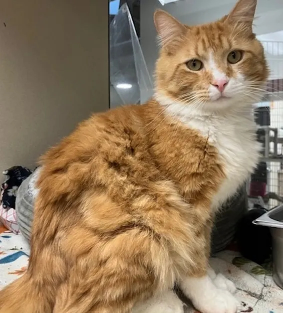 Thomas