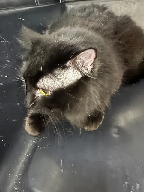 Mouschi