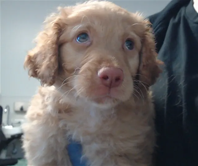 Winifred