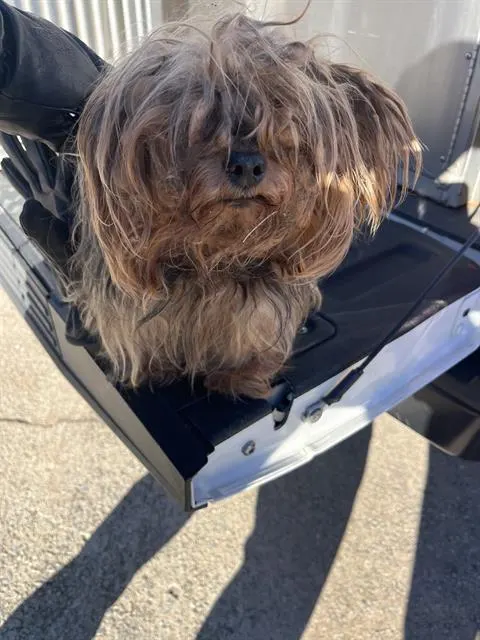 Adoptable Dog