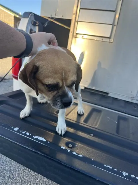 Adoptable Dog