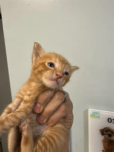 Fred