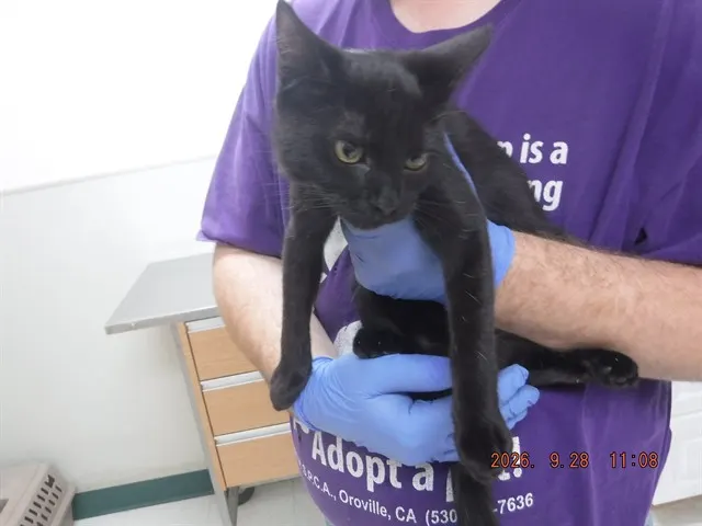 Adoptable Cat